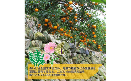 有田みかん約5kg　頑固オヤジのこだわりみかん　※2024年11月中旬～2025年1上旬頃より順次発送予定【krf004-r-5】