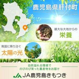 【A18004】＜先行予約受付中！2026年2月下旬に収穫ができ次第順次発送予定＞肝付町産 完熟ハウスきんかん(約3kg×1ケース)鹿児島 国産 フルーツ 果物 柑橘 金柑 きんかん 果汁 ギフト お
