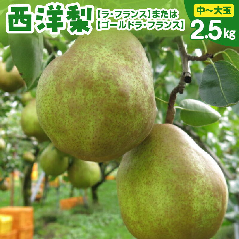 【ふるさと納税】西洋梨（ ラ・フランス または ゴールドラ・フランス ） 2.5kg 中玉〜大玉 果物 フルーツ 産地直送 山形 洋なし お取り寄せ 送料無料 山形県 上山市 0075-2608