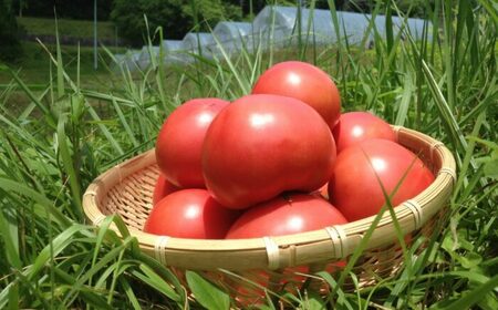石川農園・愛情ぎゅっと詰め合わせセット / トマトケチャップ トマトソース パスタソース いちごジャム 国産 / 恵那市/クリエイティブファーマーズ[AUAH001]