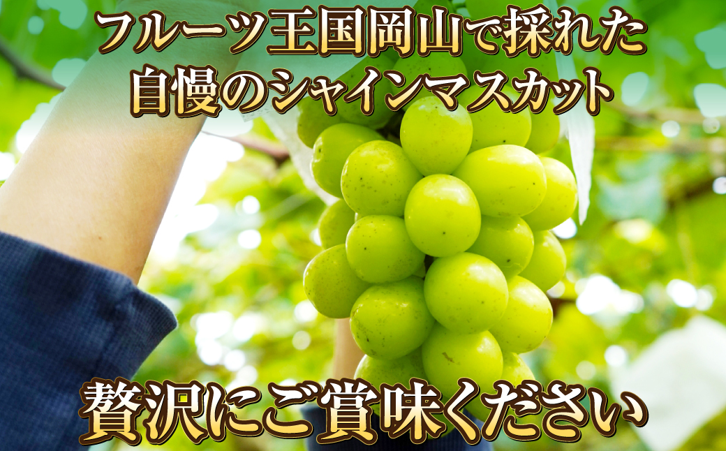 岡山県産 シャインマスカット 晴王 1房 約600g 【2024年8月下旬～10月上旬迄発送予定】 岡山 大粒 たねなし マスカット 果物 くだもの フルーツ ぶどう ブドウ 葡萄 人気