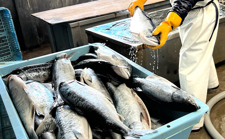 北隆丸 新巻めじか鮭〈姿切身〉約1.6kg・いくら醤油漬け200gセット オホーツク枝幸産【 いくら イクラ 鮭 サーモン 鮭卵 魚卵 魚貝 魚介 加工食品 北海道 オホーツク 枝幸 】