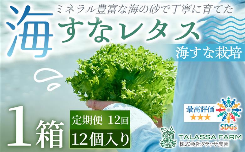 ［定期便12か月］フリルレタス「海すなレタス」12個入×1箱×12か月 新鮮 野菜 サラダ【F160】 ［12回定期便］12個入×1箱×12か月