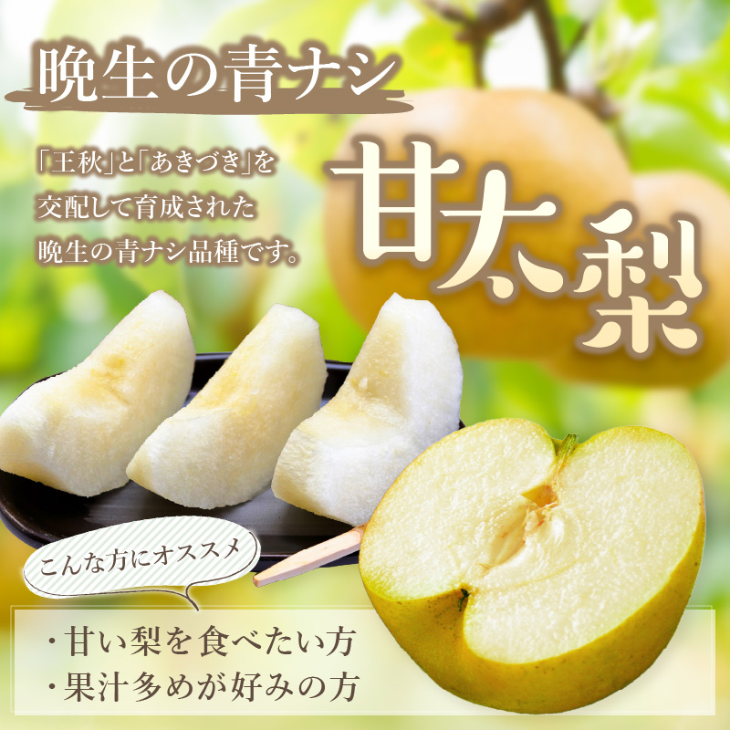 【2025年産先行予約】伊万里梨 「甘太」 約5kg ご自宅用におすすめ 178-B762