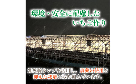 【 先行予約 】 《 3月 発送 》 いちご 15個 化粧箱入り 約 450g 苺 ストロベリー 果物 フルーツ ケーキ ゼリー ジュース アイス シャーベット チョコ フルーツサンド いちご大福 大