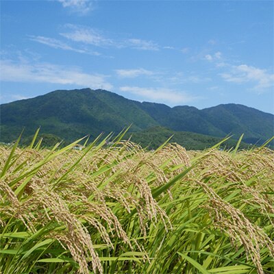 2022年11月発送開始『定期便』【令和4年産】特別栽培米コシヒカリ「伊彌彦米」5kg全3回