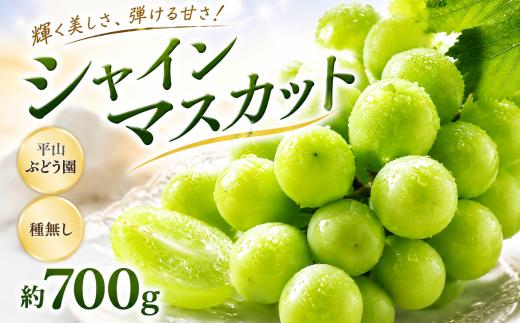 シャインマスカット 先行予約 種なし 700g 平山ぶどう園 マスカット ぶどう ますかっと しゃいんますかっと ブドウ 葡萄 果物 くだもの フルーツ 厳選 農家直送 大粒 たねなし ふるーつ リピート リピーター 多数 朝どれ 果肉 新鮮 budou 2026年発送 千葉県 香取市 HRB001