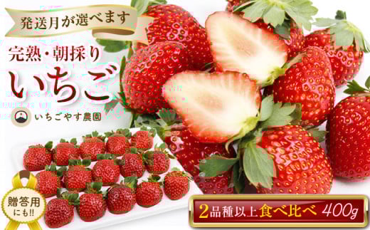 完熟・朝採りいちご400g×1箱（2品種以上／冷蔵） いちごやす農園【３月発送分】　いちご フルーツ 果物 完熟 冷蔵 生 3月 2026年 選べる おすすめ 朝採り 2品種以上 400g 1箱 食べくらべ 期間限定 季節限定 数量限定 ストロベリー 品種 チーバベリー おいCベリー よつぼし スターナイト みくのか ベリーポップはるひ かおり野 とちおとめ 房総 千葉県 富津市