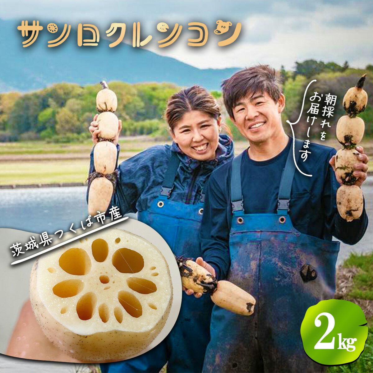 【ふるさと納税】朝採れをすぐに発送！筑波山の麓で採れたサンロクレンコン2kg | レンコン 蓮根 朝採れ 朝どれ 野菜 新鮮 茨城県 つくば市