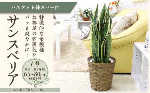 【観葉植物】サンスベリア 7号 バスケット鉢カバー 土の表面:ウッドチップ【観葉植物 植物 鉢付 インテリア 部屋 室内 オフィス 癒し エコ グリーン マイナスイオン リラックス オシャレ おしゃれ ギフト プレゼント 贈り物 人気 おすすめ  福岡県筑前町 送料無料 AG019】