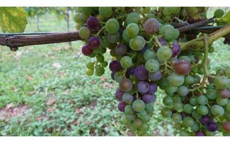 丘の上 幸西ワイナリー カベルネフラン2024 | ワイン 赤 お酒 丘の上 幸西ワイナリー ノンバリック 長野県 塩尻市