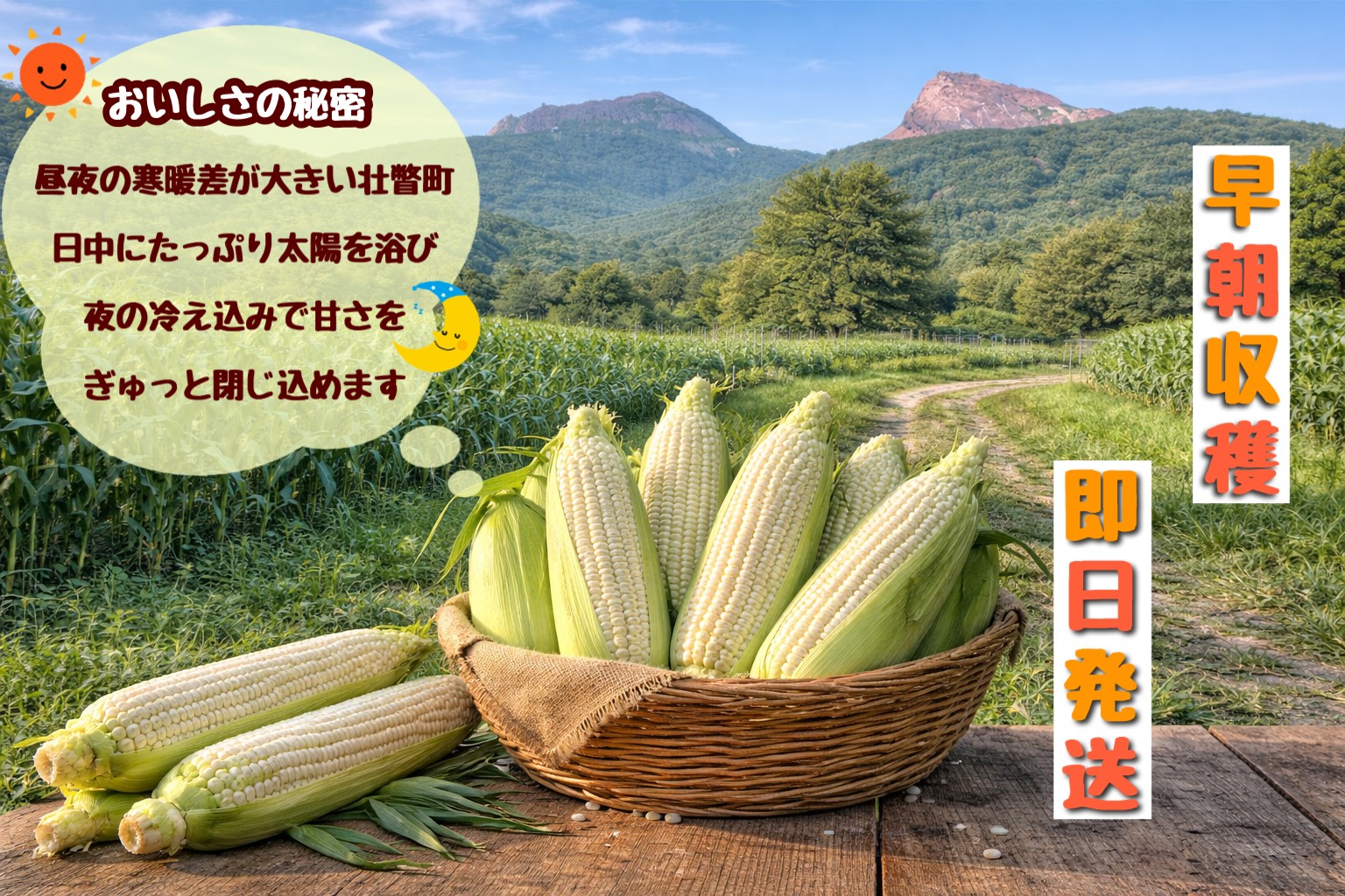 北海道壮瞥町 2回 定期便 8月上旬・8月下旬朝採り！産地直送 北海道壮瞥町産 とうもろこし黄・白 食べ比べ SBTP011