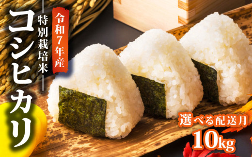 【2025年11月発送】 令和7年産 新米 特別栽培米 コシヒカリ 10kg 減農薬 特栽米 新潟県産コシヒカリ 新発田産 新潟 米 アグリ中俵 新潟県 新発田市 nakatawara002_202511