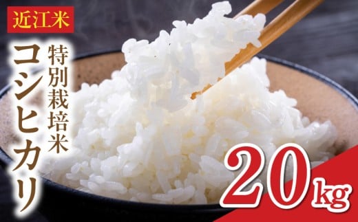 令和8年度産  先行予約  近江米『コシヒカリ』　特別栽培米　20キロ（鮮度保持袋）