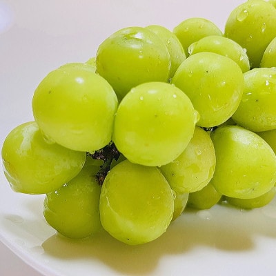 農園直送   濃厚 シャインマスカット 約600g(1房)【配送不可地域：離島・沖縄県】