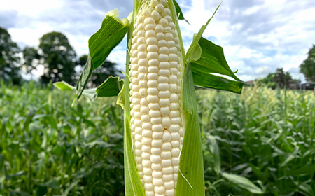 《先行予約》2026年 山形県産 ホワイトコーン ピュアホワイト 3.3kg(9~13本）生で味わう 白とうもろこし トウモロコシ コーン 夏 野菜 やさい ※沖縄・離島への配送不可 ot-cnwwx