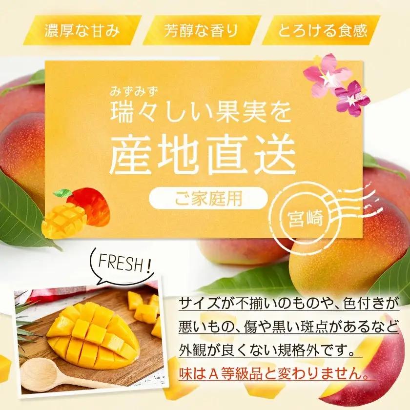 【先行受付!】宮崎完熟マンゴー家庭用1kg以上(都城産)〔MJ-3311〕_(都城産) 特大4Lサイズ(500g以上)2玉 L～3Lサイズ3玉～5玉など組合わせで合計1kg以上 宮崎マンゴー 産地直送