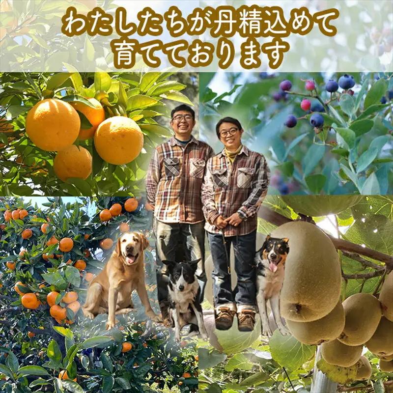峯フルーツセット 計6種類 手づくりジャムソース4種 ドライフルーツ2種 【 家庭用 自宅用 贈答品 贈答用 ギフト お取り寄せ お中元 お歳暮 贈り物 お祝い 神奈川県 小田原市 ジャム ジャム 】
