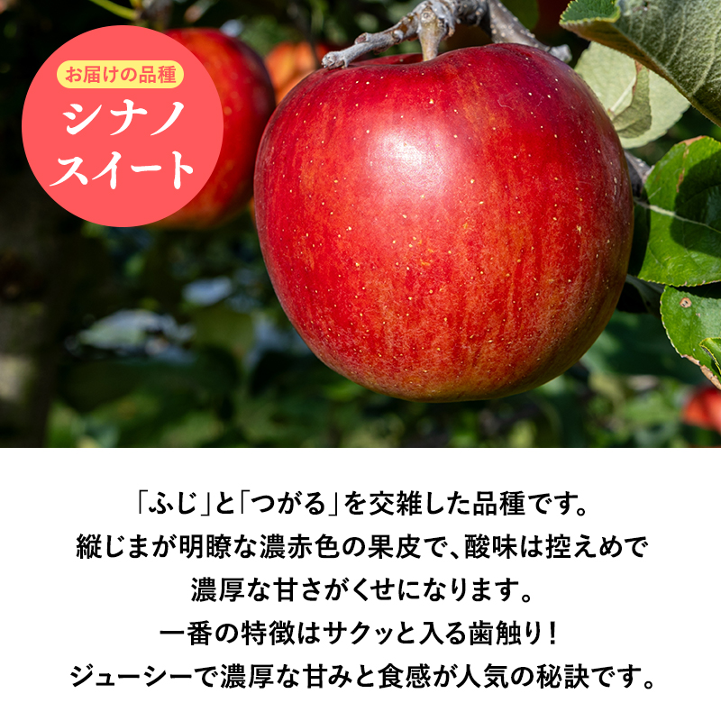 １０月・１１月発送　贈答用シナノスイート3ｋｇ　【そと川りんご園・１０月・１１月・青森県産・平川市・りんご・シナノスイート・3ｋｇ・贈答用】