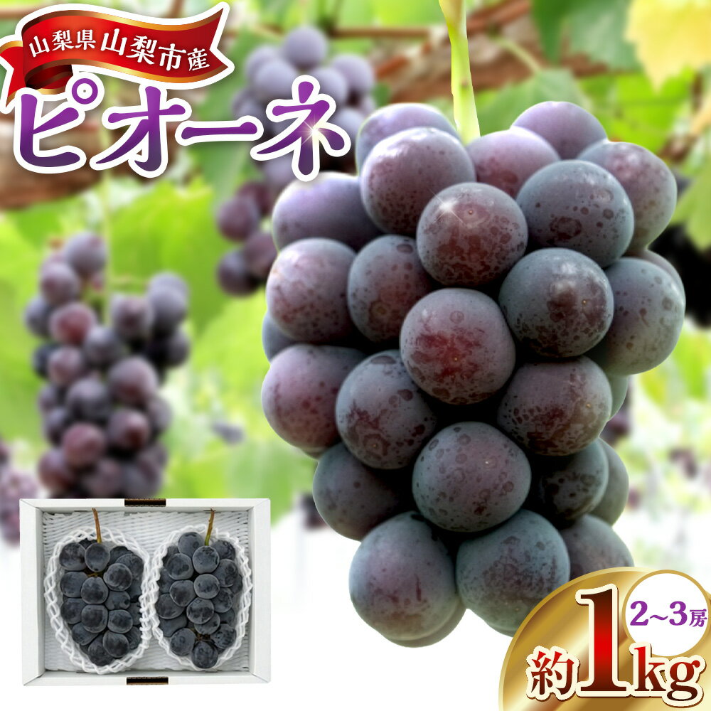 【ふるさと納税】山梨県山梨市産ピオーネ 約1kg（2～3房） ぶどう ブドウ 葡萄 大粒 フルーツ くだもの 果物 果実 デザート 冷蔵 国産 山梨県 中央市 送料無料 【2026年9月上旬～10月下旬発送予定】