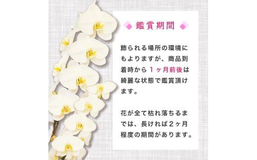 【訳あり】須崎洋蘭園 胡蝶蘭 白 3本立て ハイグレード (訳あり) 白 3本立て ハイグレード