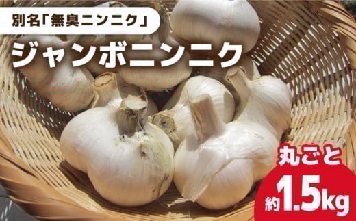 【7月先行予約】【匂わない！大きなぷっくりニンニク】【限定数量】無農薬！こだわりのジャンボニンニク  (まるごと) 五島市/ぷらっと農園 [PDS003]