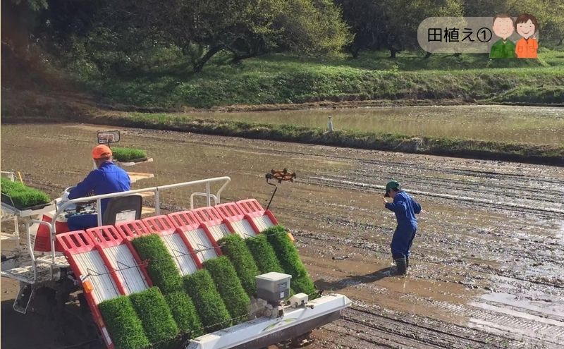令和7年産 宮城県大河原町産 ひとめぼれ 10kg 米 お米 精米 白米 こめ コメ 令和7年 宮城県産
