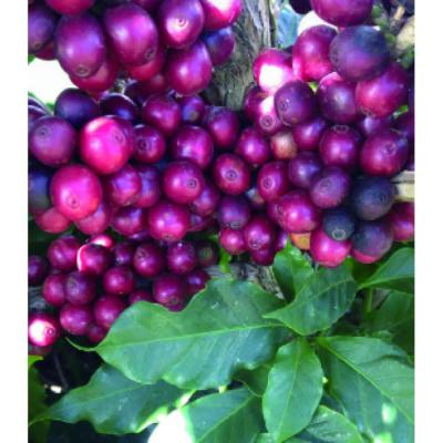 ふるさと納税 名古屋市 氷温熟成生coffee:30g |  | 01