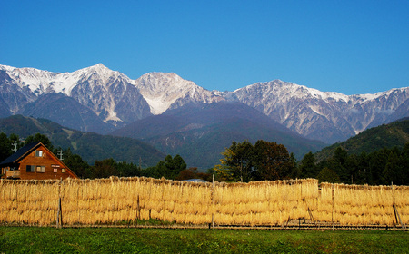 《令和7年産・新米》農家こだわりのコシヒカリ 5kg /長野県白馬村産 2025年産 米 コメ 白米 玄米 精米後発送 2014年特別最高金賞受賞 コンクール受賞 お米 ご飯 ごはん 送料無料【B00