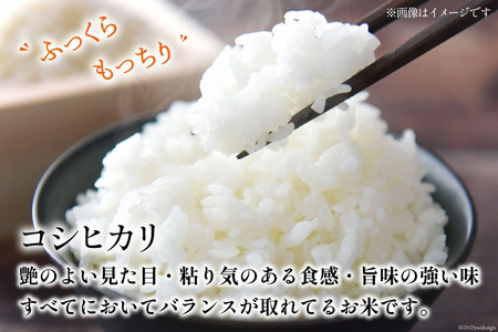 【期間限定発送】 米 令和7年 コシヒカリ 白米 450g(3合)