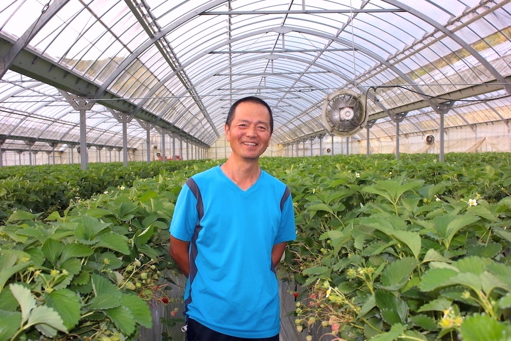 【先行予約＿2026年出荷分】完熟冷凍イチゴ　2kg（約7.6パック相当）恋みのり、かおり野　から厳選　【 いちご 果物 フルーツ 苺 イチゴ 冷凍 果物 フローズン くだもの 大容量 静岡県産 期間