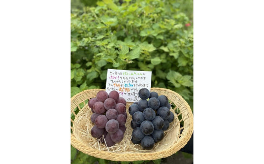 
                  朝採り 旬のぶどう おまかせセット 1.0kg～1.2kg【2026年発送】
                