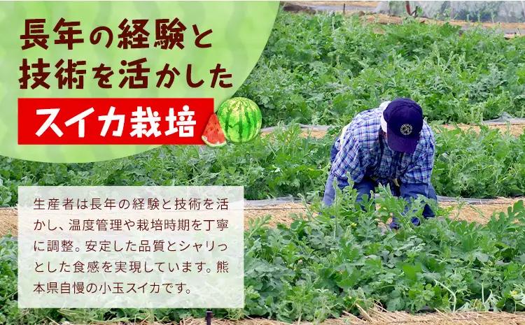 【先行予約】小玉スイカ 2玉 約3㎏ 日本フルーツ株式会社 《4月中旬-7月下旬頃出荷》 こだますいか 西瓜 すいか フルーツ 果物 くだもの 旬 熊本県 菊池市 熊本県産 くまもと