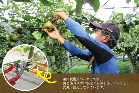 【先行予約】【数量限定】仁平果樹園の梨 「あきづき」5kg (8個～14個)(9月中旬より順次配送) | 果物 新鮮 フルーツ ギフト 梨 ナシ 益子町産梨 甘い あまい 糖度11.5以上 糖度保証 