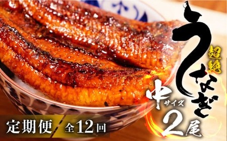 うなぎ蒲焼 中2尾 定期便12回 超絶 うなぎ