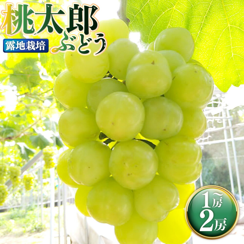 【ふるさと納税】＜選べる内容量＞岡山県産 桃太郎ぶどう 露地栽培 1房（680g以上） / 2房（1房480g以上） 皮ごと ぶどう ブドウ 葡萄 フルーツ くだもの 果物 果実 デザート 冷蔵 国産 岡山県 美咲町 送料無料 【2026年9月上旬～10月下旬発送予定】