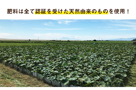 希少な オーガニック 福富 れんこん（洗い） 約1.5kg /新鮮なれんこんを産地直送！ れんこん 佐賀 白石れんこん 洗いれんこん 有機れんこん 夏はシャキシャキれんこん 冬はホクホクれんこん おで