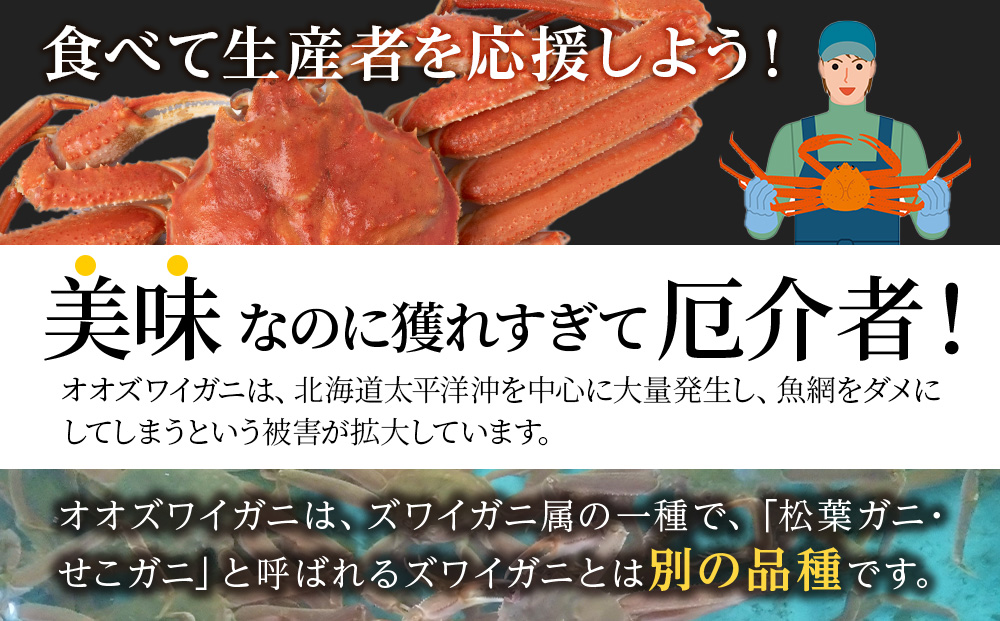 大ズワイガニ姿600ｇ～750ｇ×1尾＜超特大＞AM188