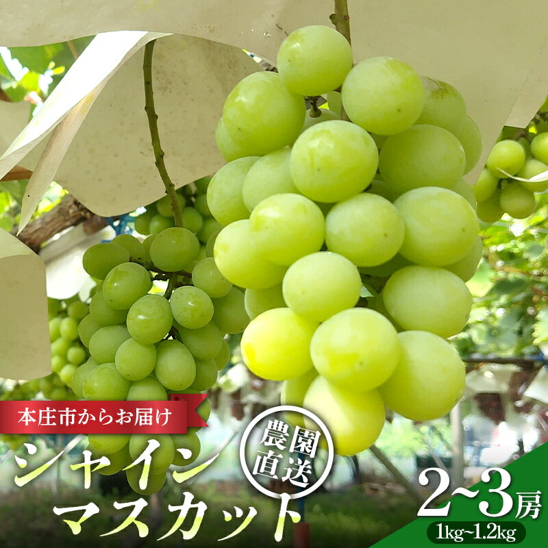 【ふるさと納税】児玉のシャインマスカット1kg〜1.2kg ぶどう ブドウ 葡萄 果物 くだもの フルーツ デザート 食品 関東 F5K-651