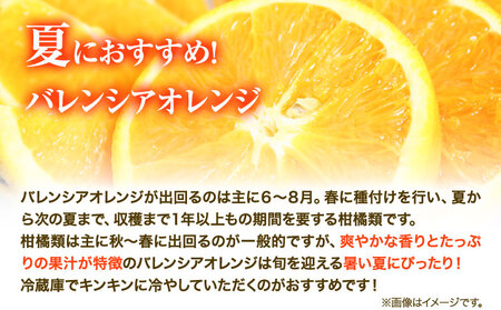 【秀品】希少な国産 バレンシアオレンジ 約5kg