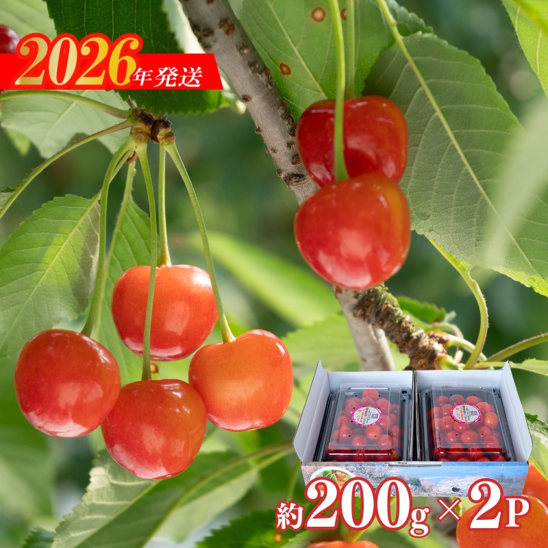 No.2282ヤマ考紺野果樹園 さくらんぼ 佐藤錦 200g×2パック【2026年発送】