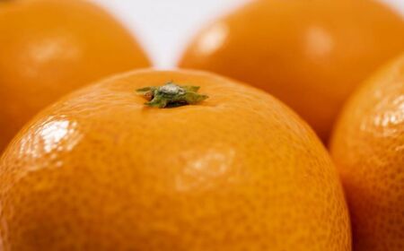 JAにしうわ みつる共選 「蜜る」4kg（2S～2L）※離島への配送不可（2025年11月中旬より順次発送予定）【 柑橘 ミカン みかん 蜜る 生果 】 IKTBC004