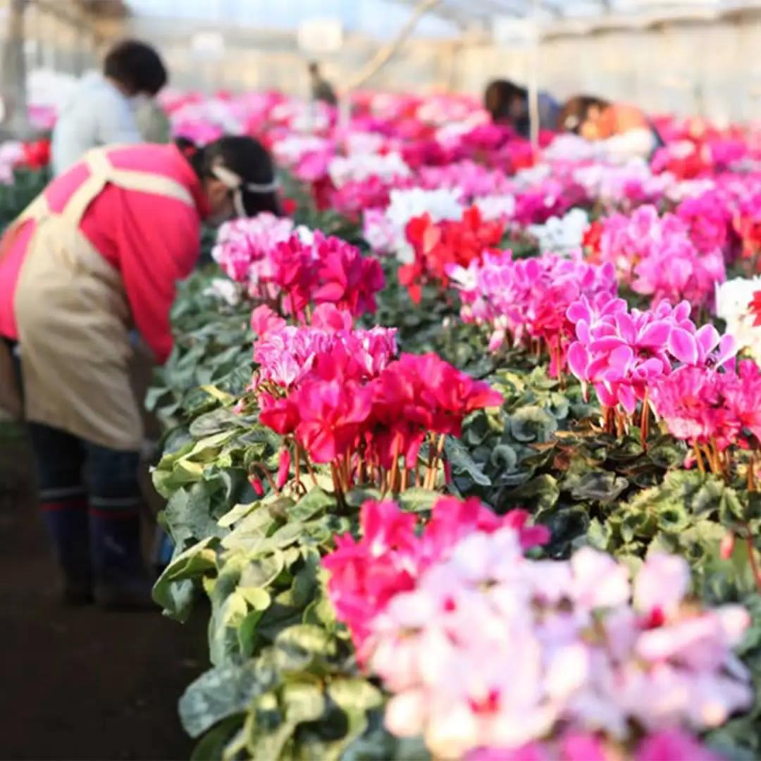 特選シクラメン6号2鉢入＜色お任せ＞　【12203-0436-3】