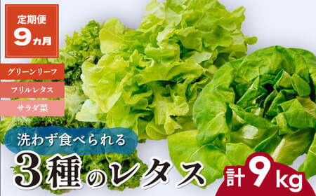 【定期便9ヵ月】 ＜洗わず食べられる・室内水耕栽培＞ 3種のレタス 1回1kg(500g×2袋)×9ヵ月 | レタス レタス レタス レタス レタスレタス
