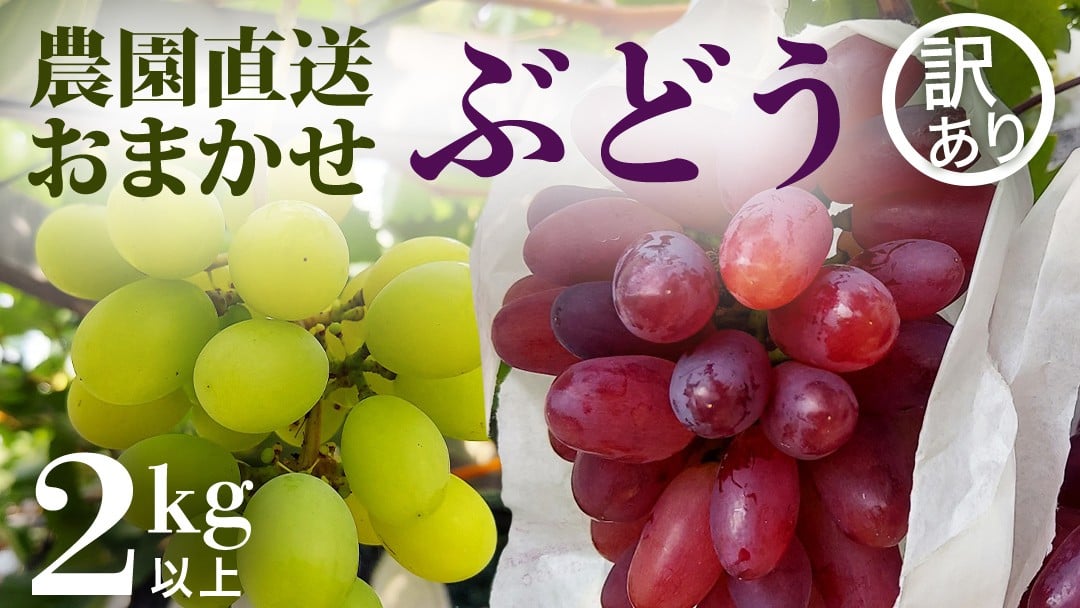 
            【 訳あり 】 ご家庭用 朝採れ ぶどう （品種おまかせ） 計 2kg 以上 葡萄 ぶどう ブドウ 農園直送 果物 フルーツ デザート 食べ比べ 秋 茨城県 期間限定 季節限定
          