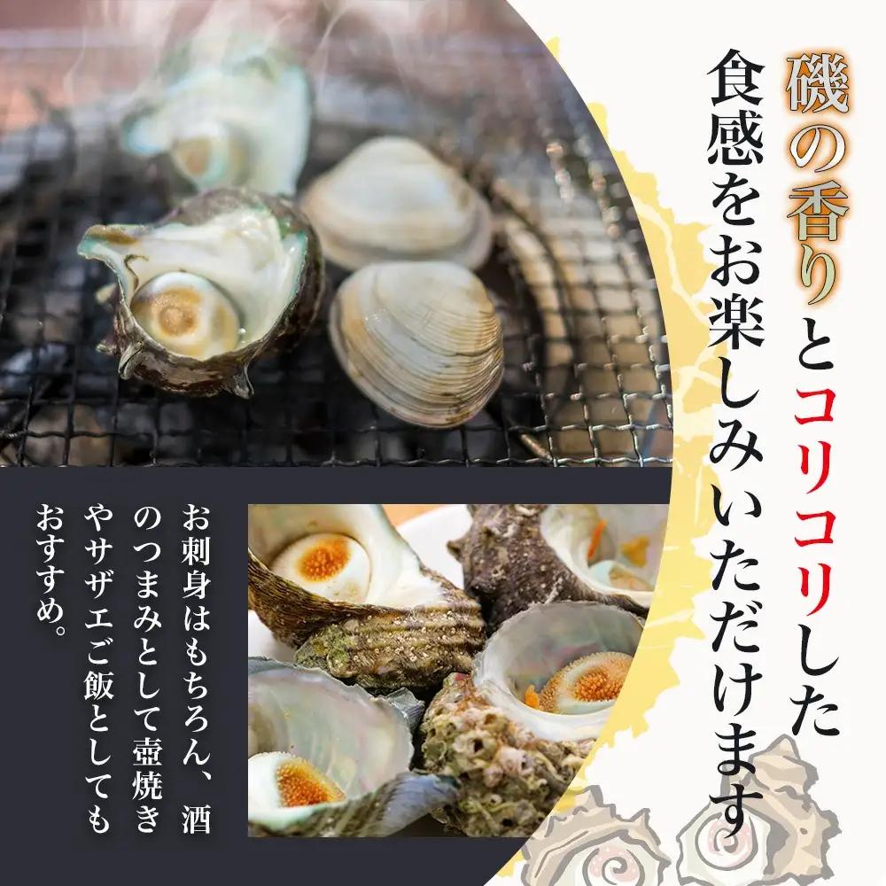 活サザエ 2kg（12個~20個）さざえ | 津久見市