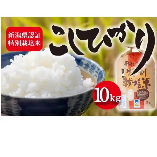令和7年度産 新潟県認証特別栽培米 コシヒカリ10kg お米 白米 ライス 精米 ご飯 新潟県産 新潟市産 おにぎり お弁当 和食 ブランド米 お米の王様 もっちり 粘り 強い 甘み 旨み 