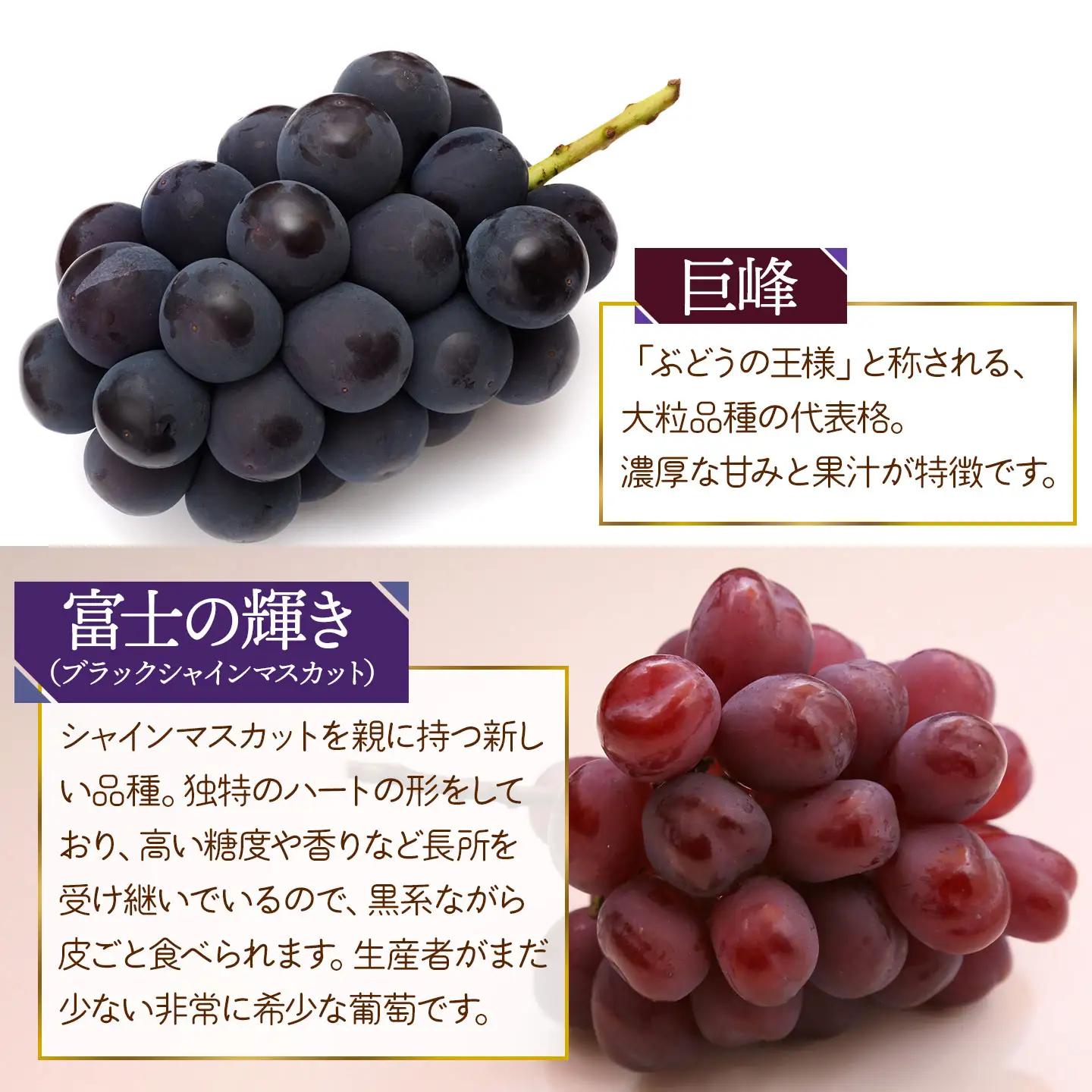 【令和8年産先行予約】 ぶどう詰め合わせ（品種おまかせ） 2kg（3～4房）　山形県鶴岡市　鶴岡中央青果　| ぶどう ブドウ 葡萄 果物 くだもの フルーツ 食べ比べ 2キロ 旬 期間限定 2026年