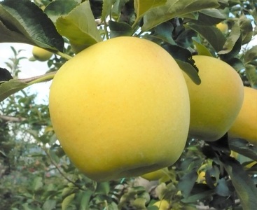 【2026年先行予約】長野県産りんご シナノゴールド(長野県オリジナル品種)  約2.5kg｜りんご