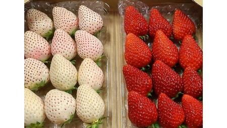 紅白 食べ比べセット いちご（ 2パック × 1箱 ) 【2024年1月上旬から発送開始】 （茨城県共通返礼品／常陸太田市） フルーツ 苺 イチゴ いちご 新鮮 朝採れ 茨城県 桧山FRUITFARM